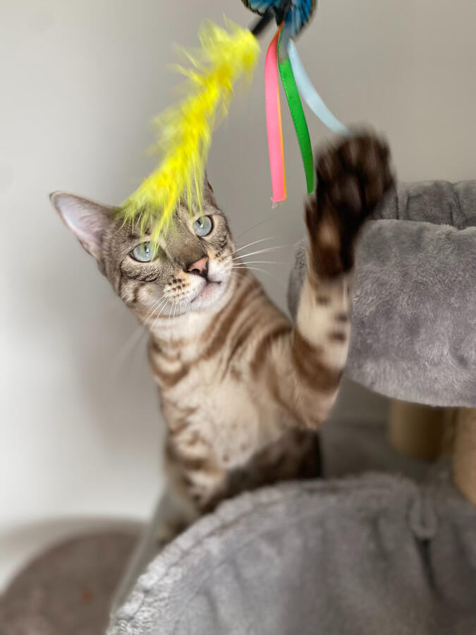 At-Home Cat Visit, Leighton Buzzard At-Home Cat Visit, Leighton Buzzard