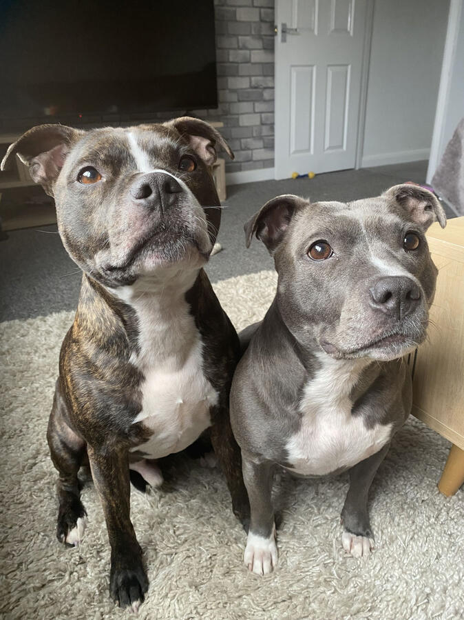 At-Home Dog Visit, Leighton Buzzard At-Home Dog Visit, Leighton Buzzard