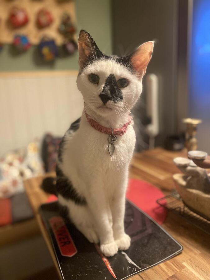 Cat Sitting, Heath & Reach Cat Sitting, Heath & Reach