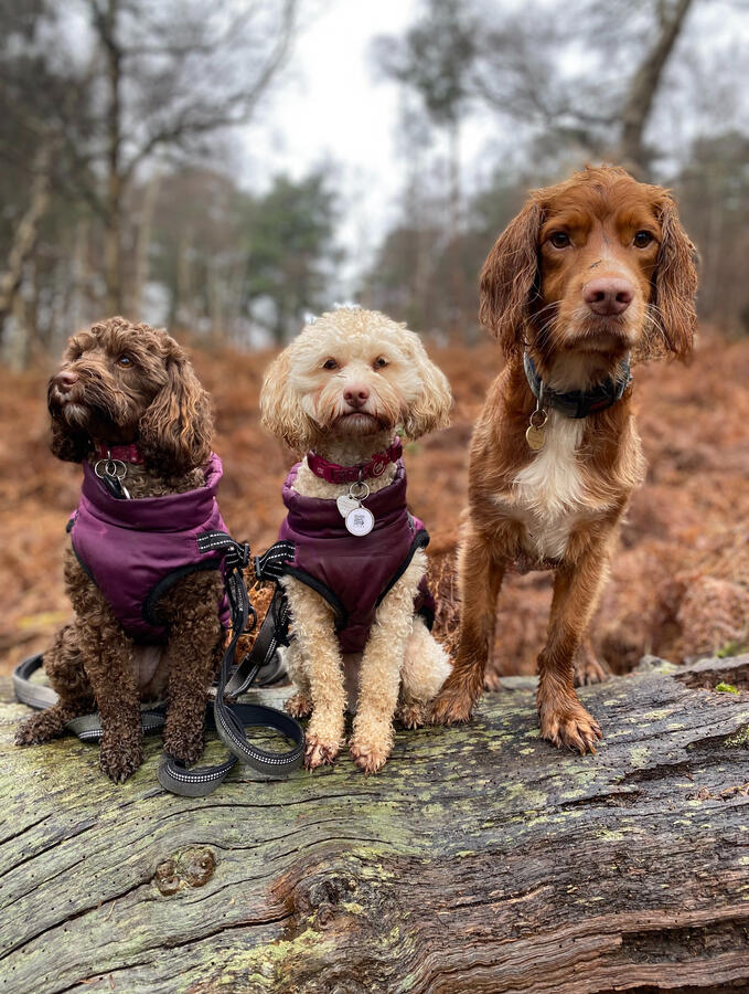 Group Walk in Rushmere, Heath & Reach, Leighton Buzzard Group Walk in Rushmere, Heath & Reach, Leighton Buzzard